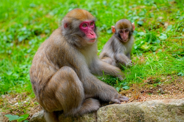 夜間の野生動物と適切な距離感を保つ