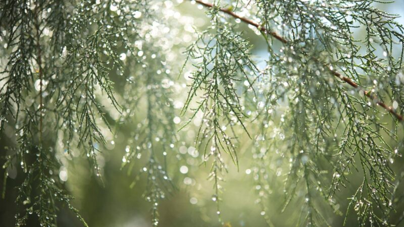 雨の森